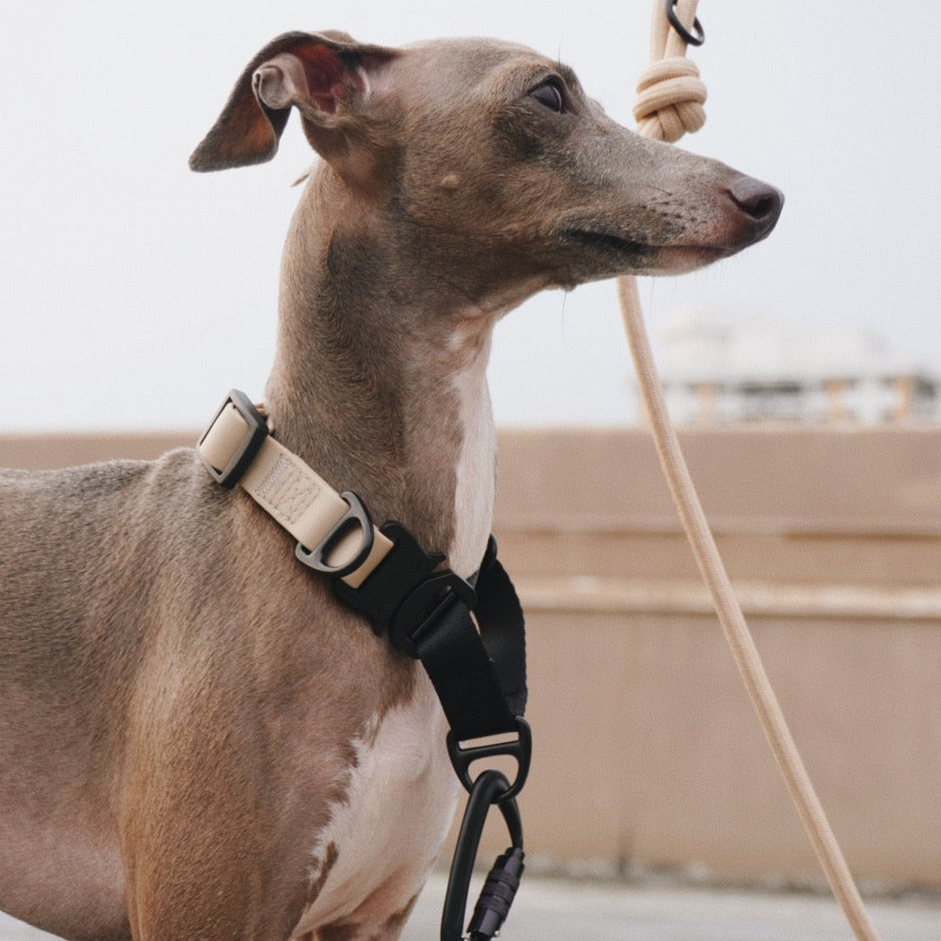 AVA Martingalhalsband