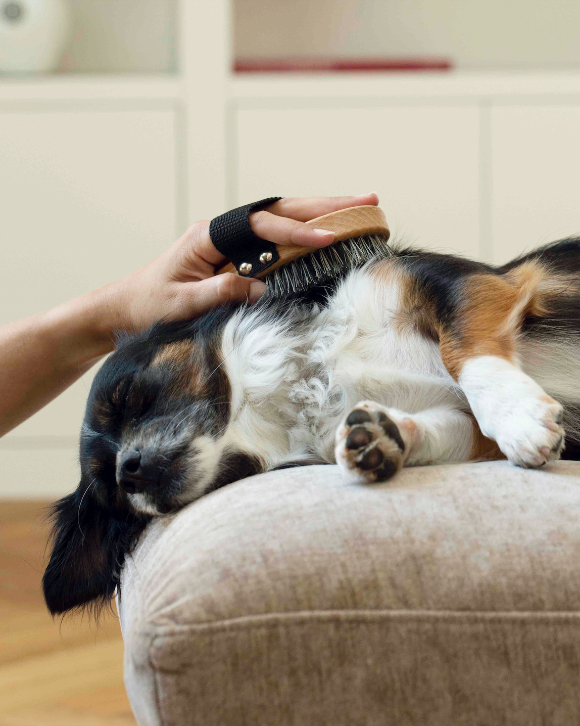 Bio-Trockenshampoo für Hunde