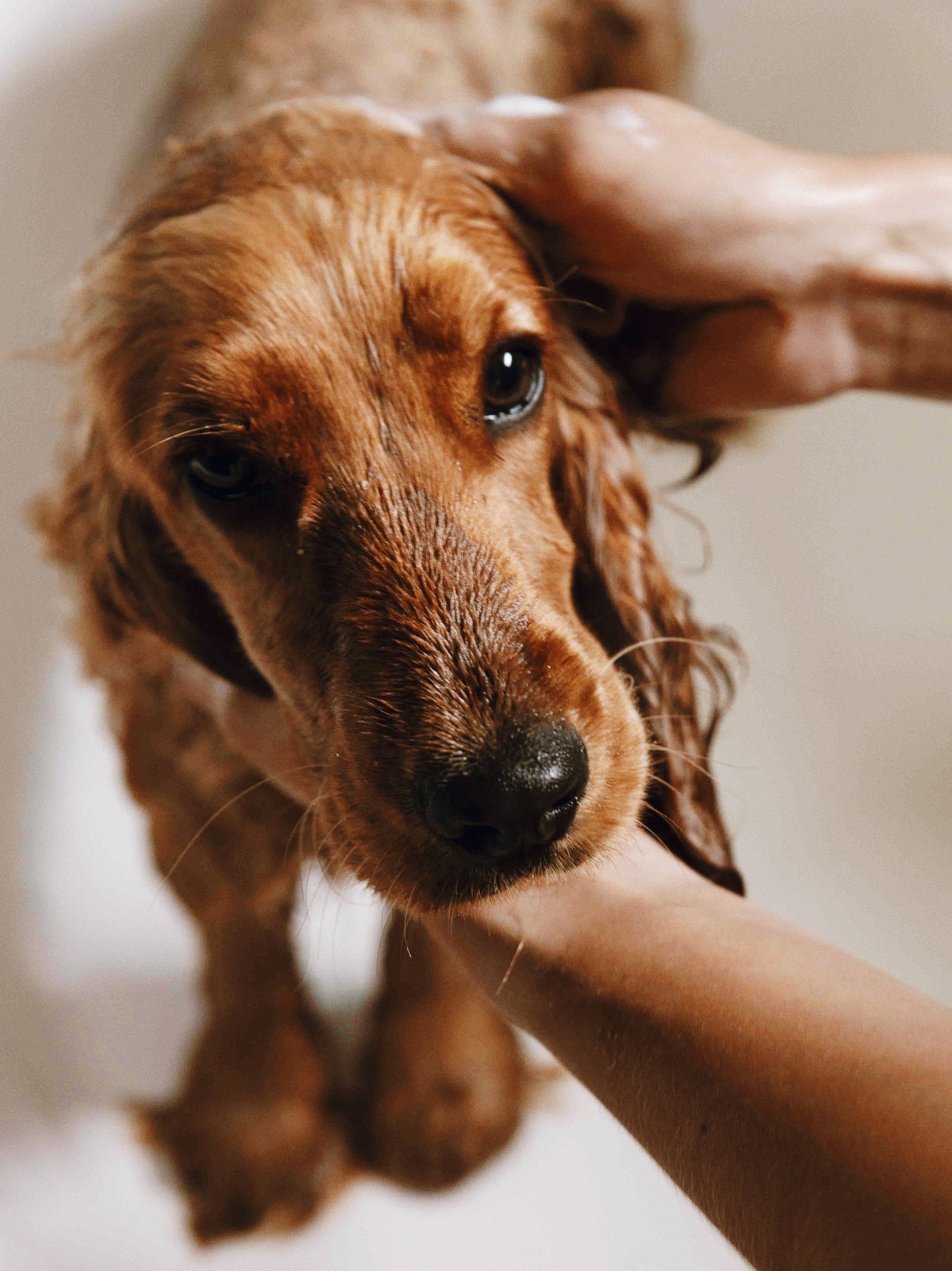 Sanftes Hundeshampoo