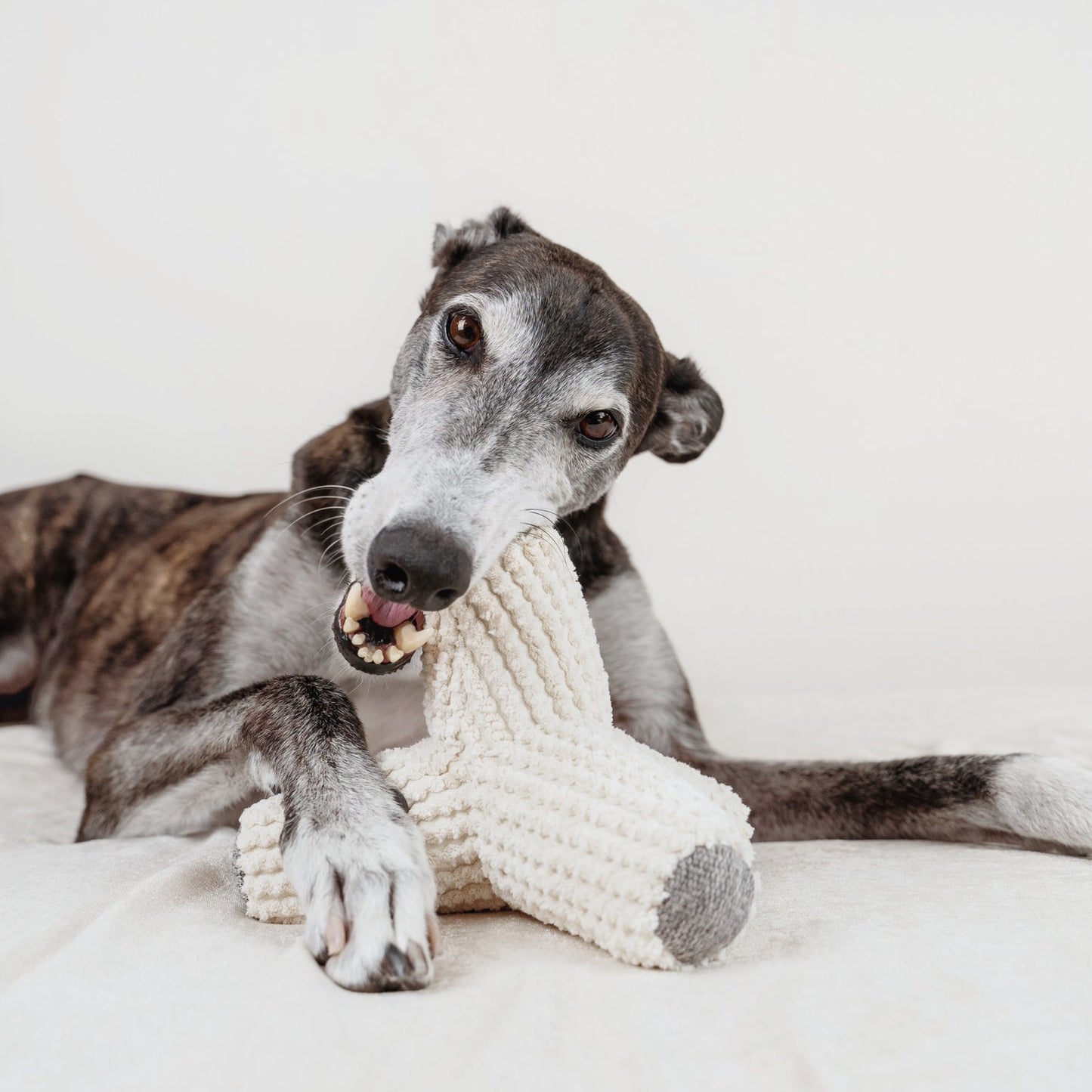 BREUER Enrichment Hundespielzeug 